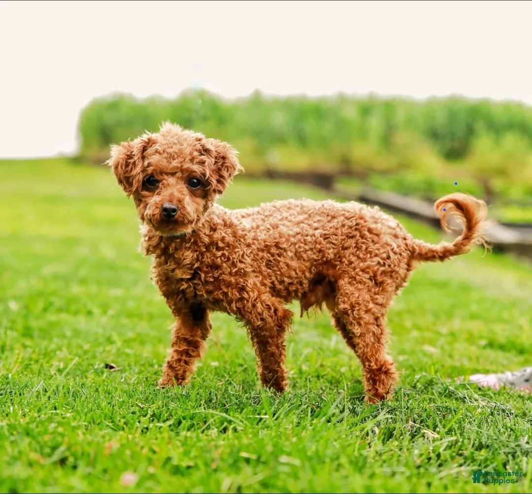 Maltipoo dogs for sale: Star - Ad 6