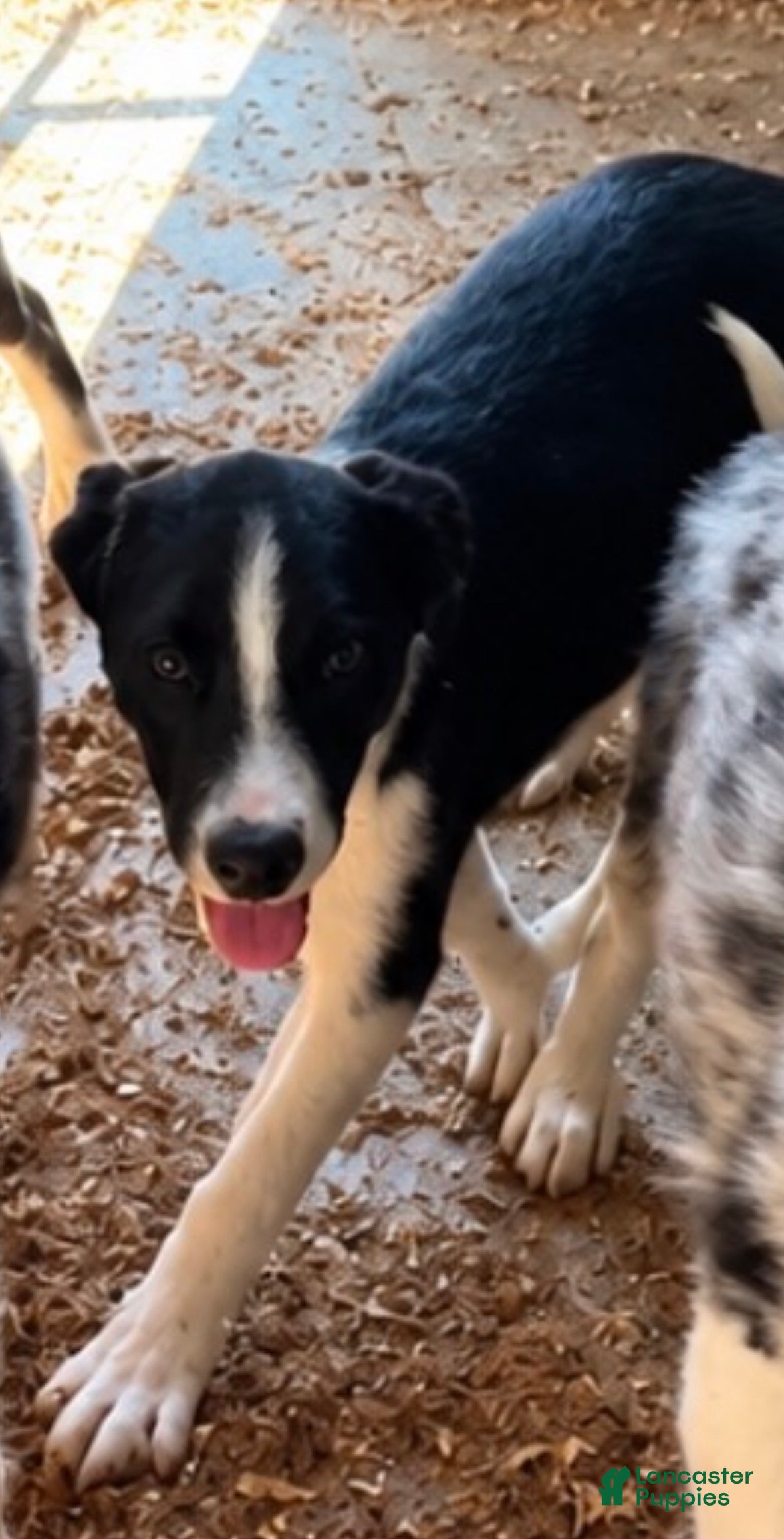 Australian Shepherd (Australian Shepherd, Male) in Wabash, IN