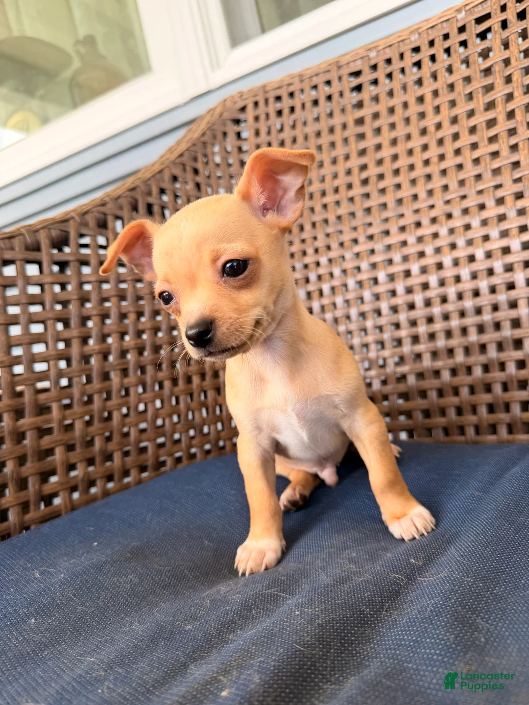 Chihuahua dogs for sale: Gordi  - Ad 1