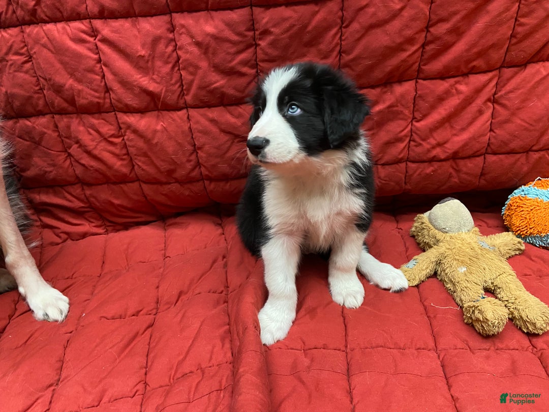 Border Collie dogs for sale: Orka - Ad 6