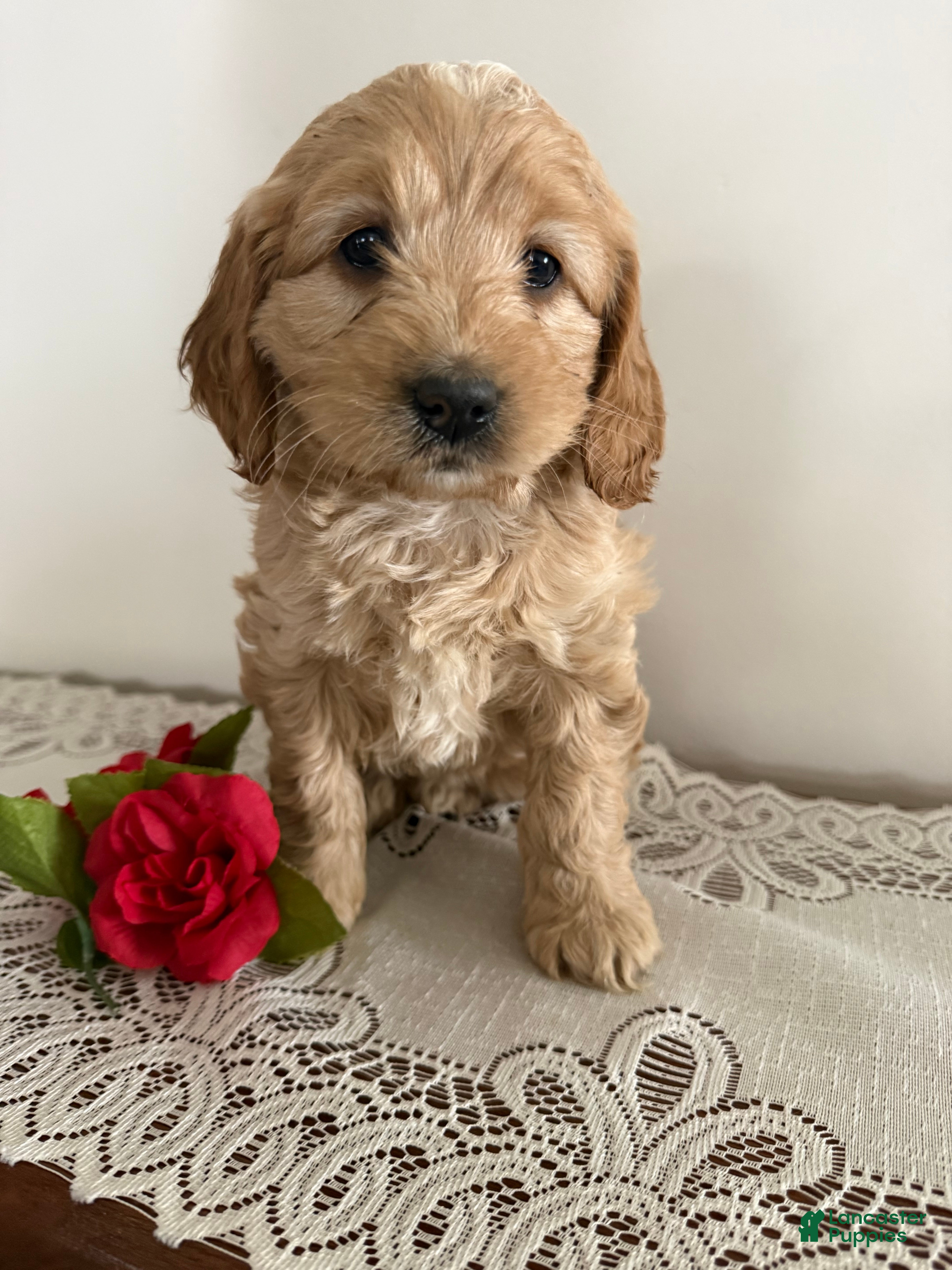 Cockapoo dogs Cockapoo Puppy 3 - Ad 27