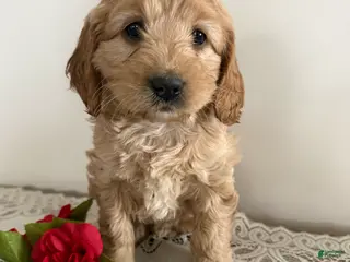 Cockapoo dogs Cockapoo Puppy 3 - Ad 27