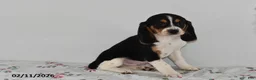 Beagle dogs for sale: Bandit - Ad 3