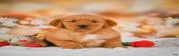 Golden Retriever dogs for sale: Cash - Ad 2