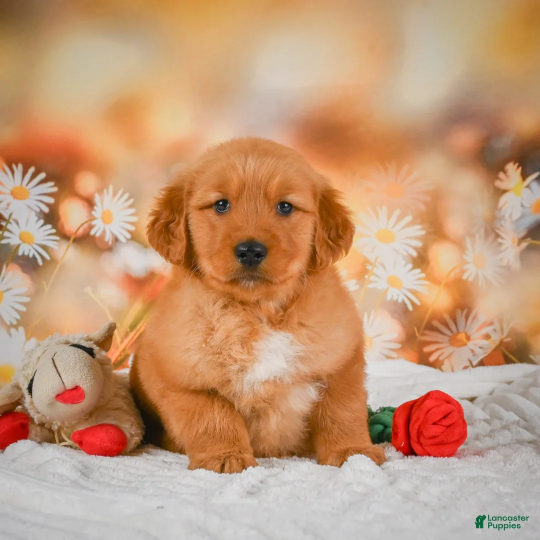 Golden Retriever dogs for sale: Cash - Ad 2