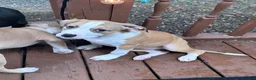 Mixed Breed dogs for sale: Sasha - Ad 5