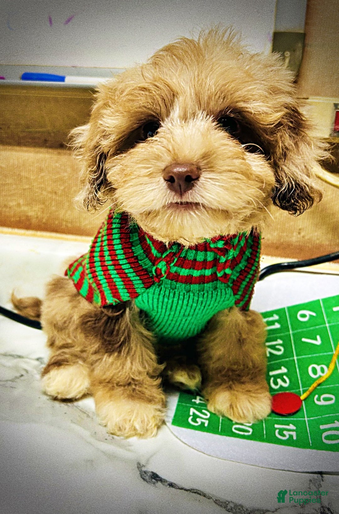 Havapoo dogs for sale: Winston - Ad 1