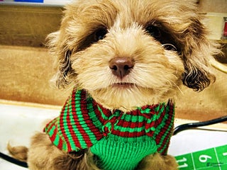 Havapoo dogs Winston - Ad 15