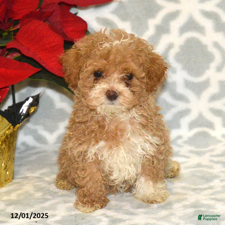 Maltipoo dogs Blitzen - Ad 38