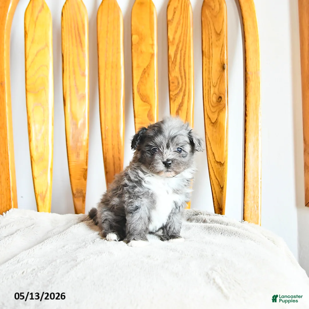 Pomapoo dogs for sale: Lyla - Ad 2