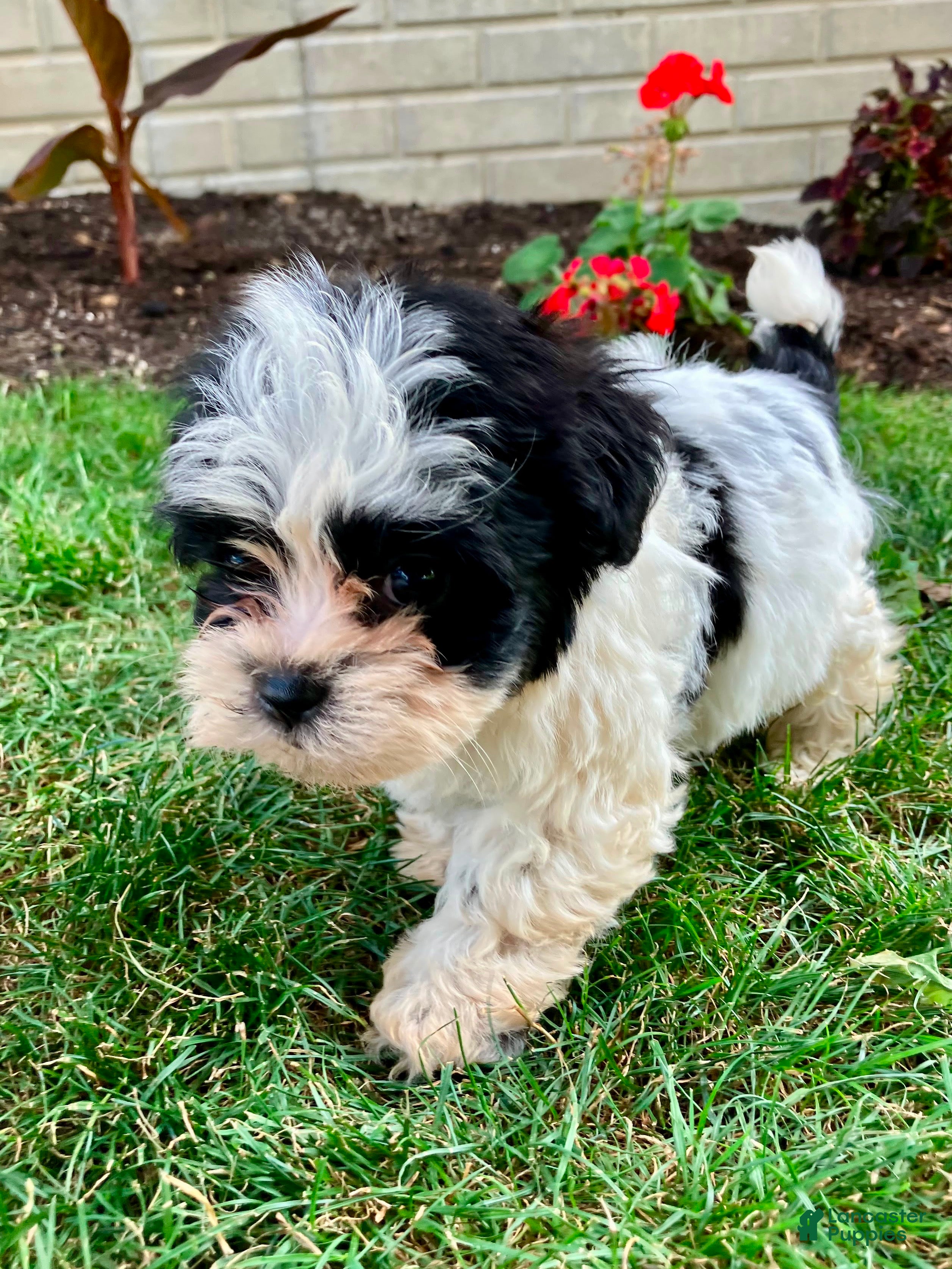 Teddy Bear dogs Charlie - Ad 2