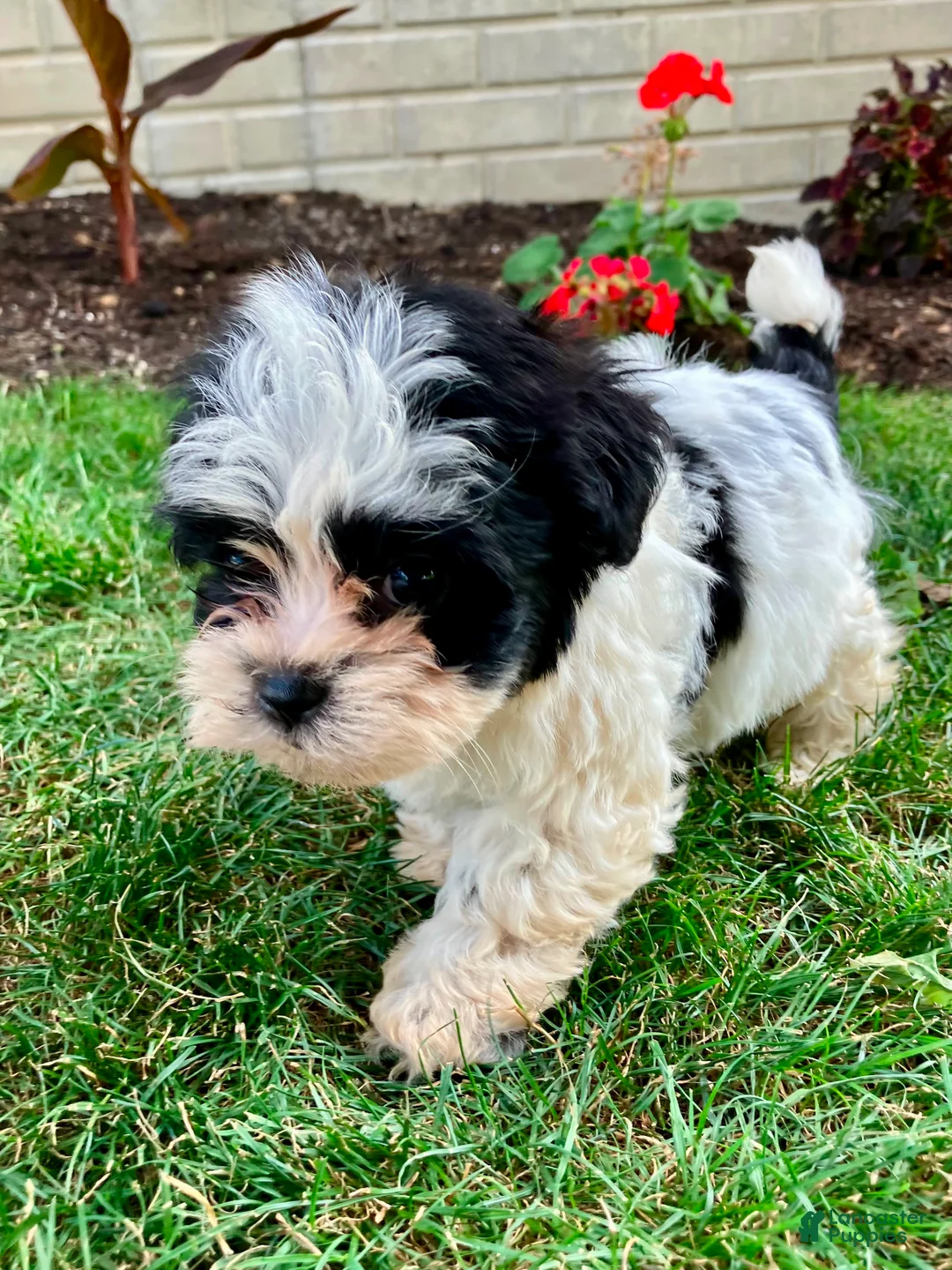 Teddy Bear dogs for sale: Charlie - Ad 2