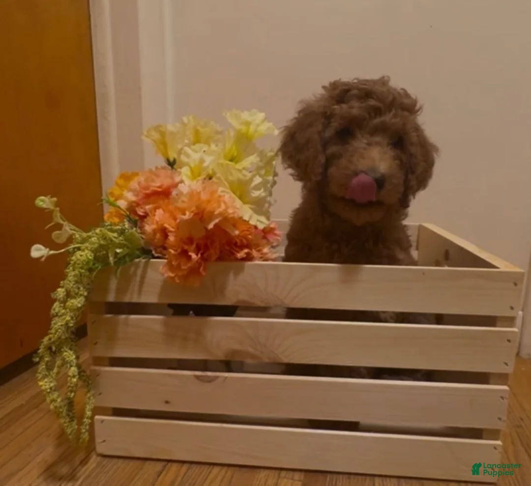 Double Doodle dogs for sale: Double Doodle Puppy 1 - Ad 2