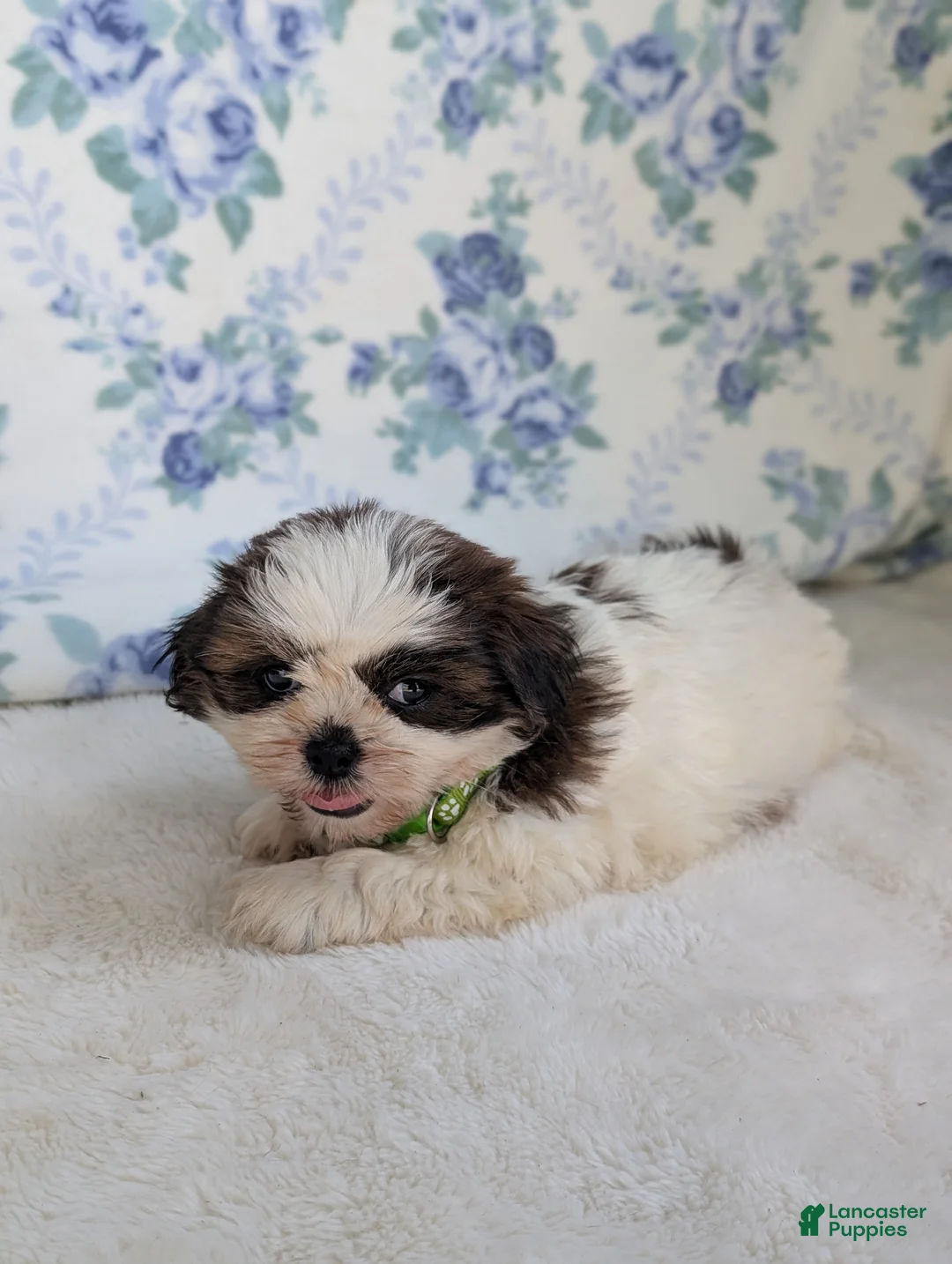 Shih Tzu dogs for sale: Fern  - Ad 7
