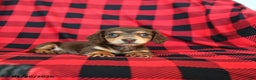 Miniature Dachshund dogs for sale: Peter - Ad 2