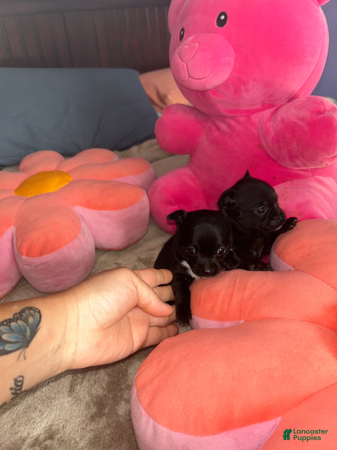 Chihuahua dogs for sale: Gordo - Ad 3