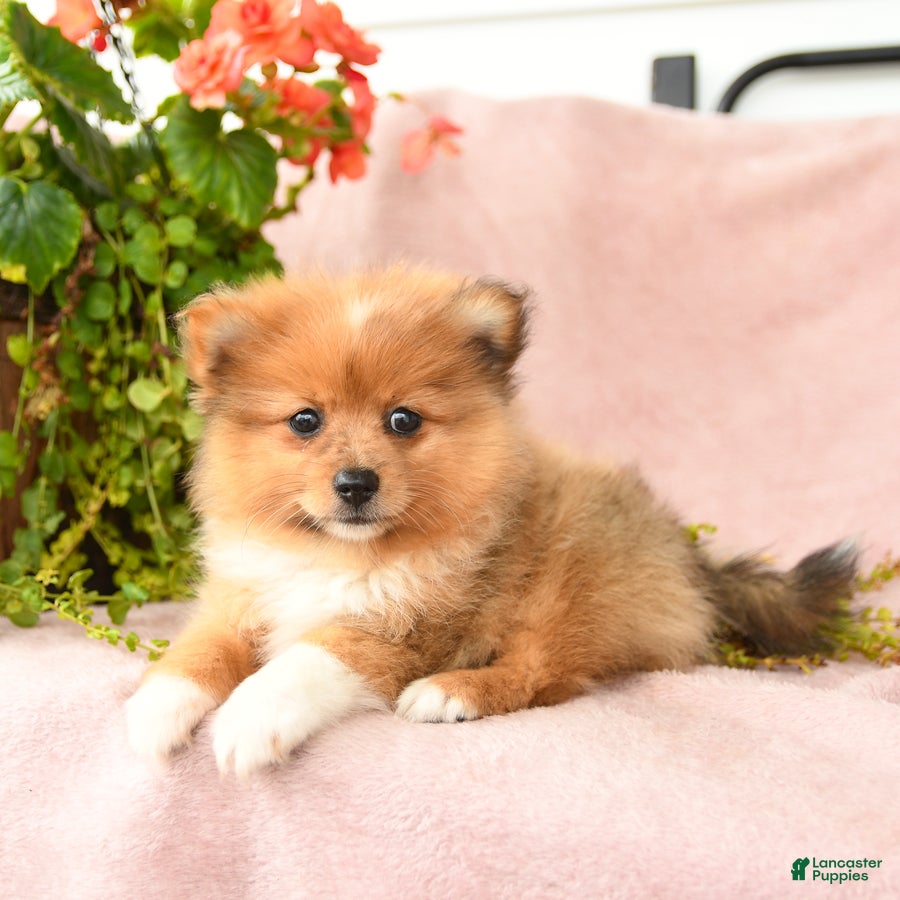 Pomeranian dogs Macey - Ad 1