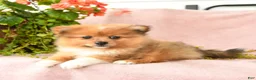 Pomeranian dogs for sale: Macey - Ad 1