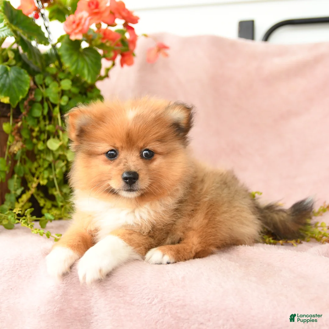 Pomeranian dogs for sale: Macey - Ad 1