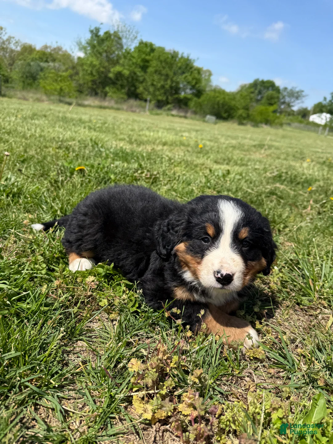 Bernese Mountain Dog dogs for sale: Fiona - Ad 2