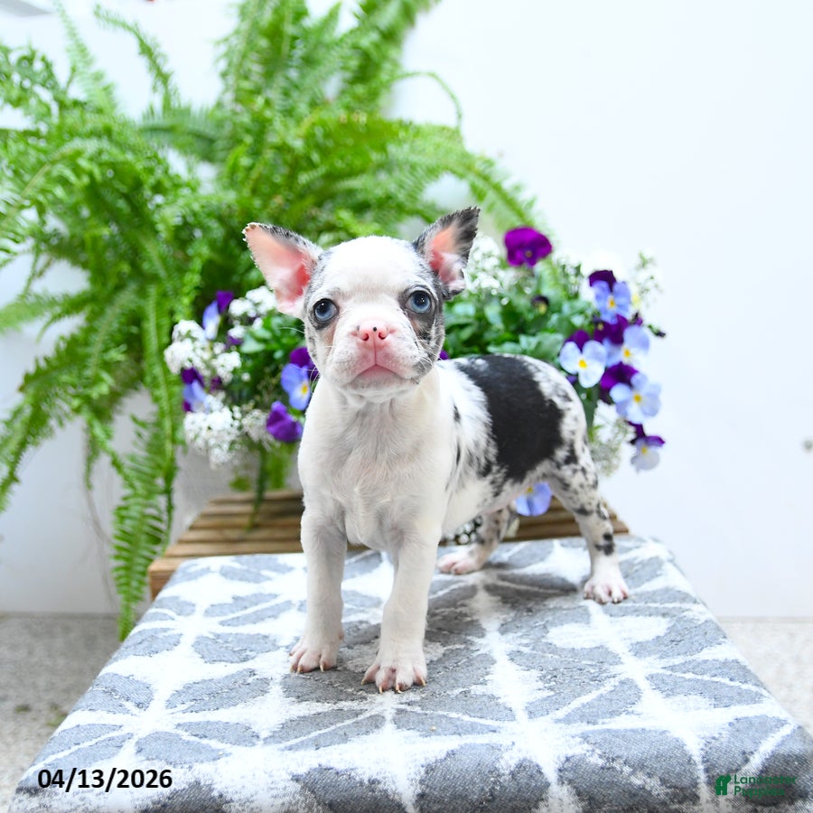 Boston Terrier dogs Kory - Ad 1