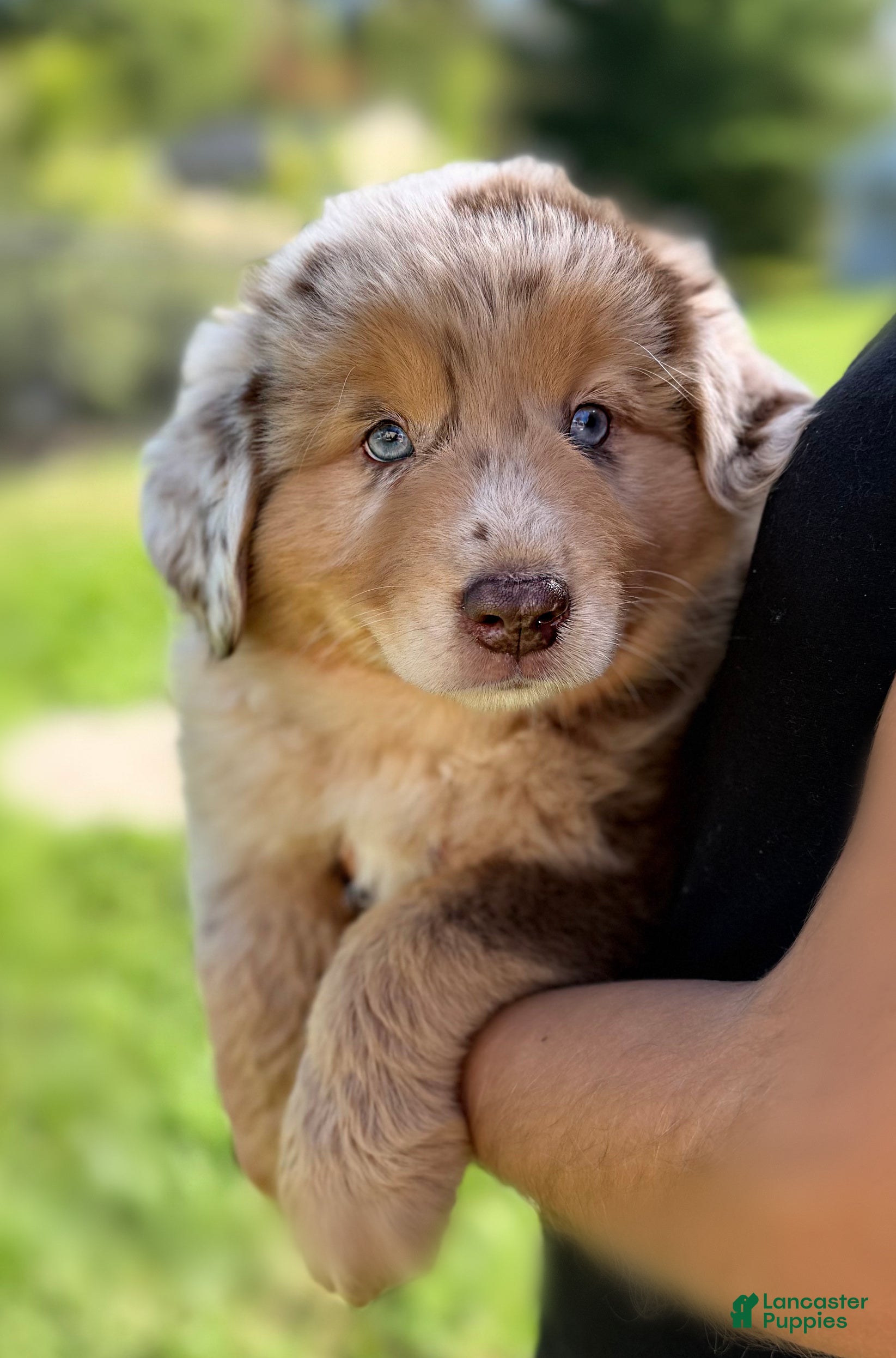 Miniature Australian Shepherd dogs Finn - Ad 2