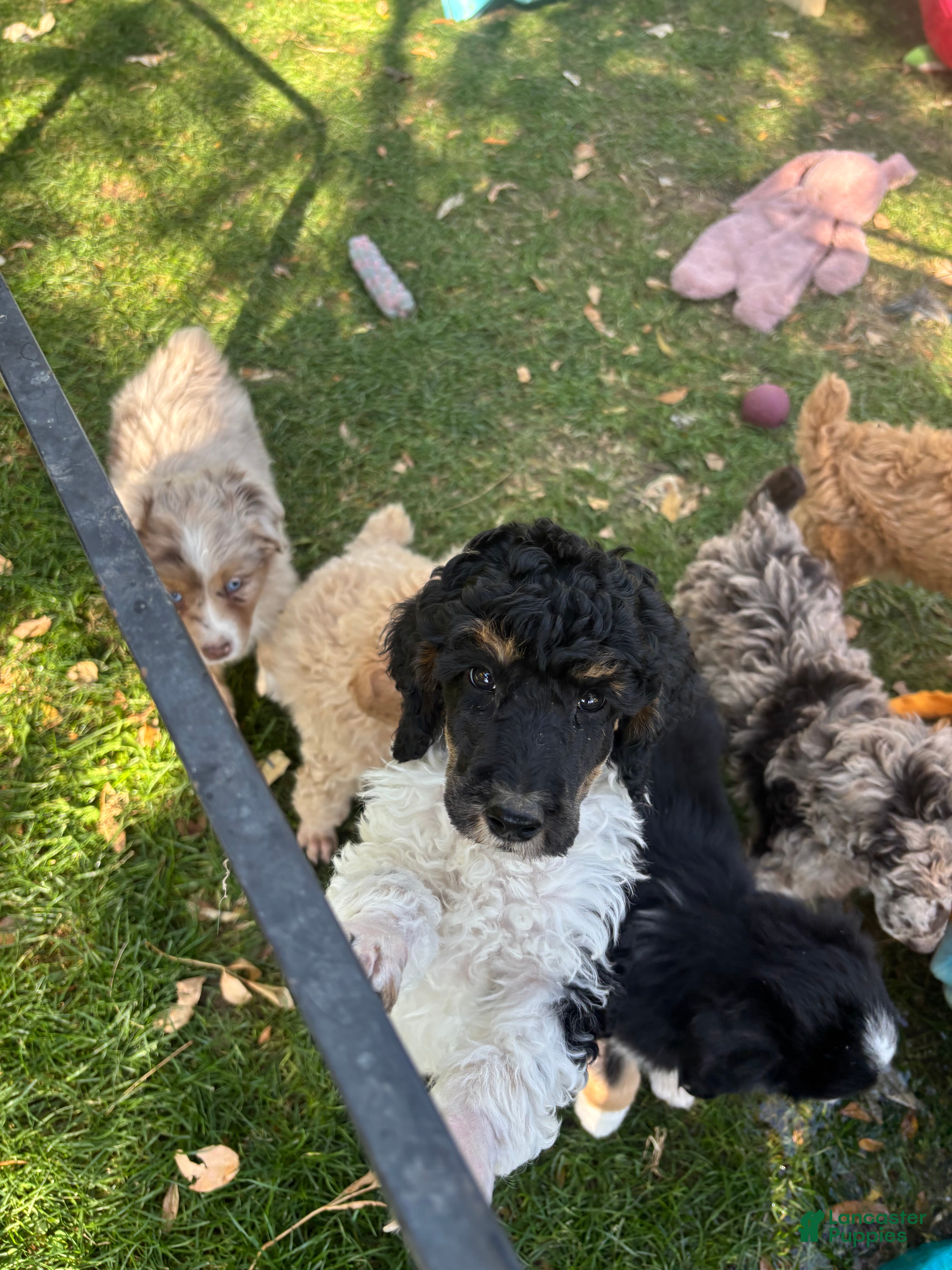 Standard Poodle dogs Standard Poodle 3 Black Tri - Ad 2