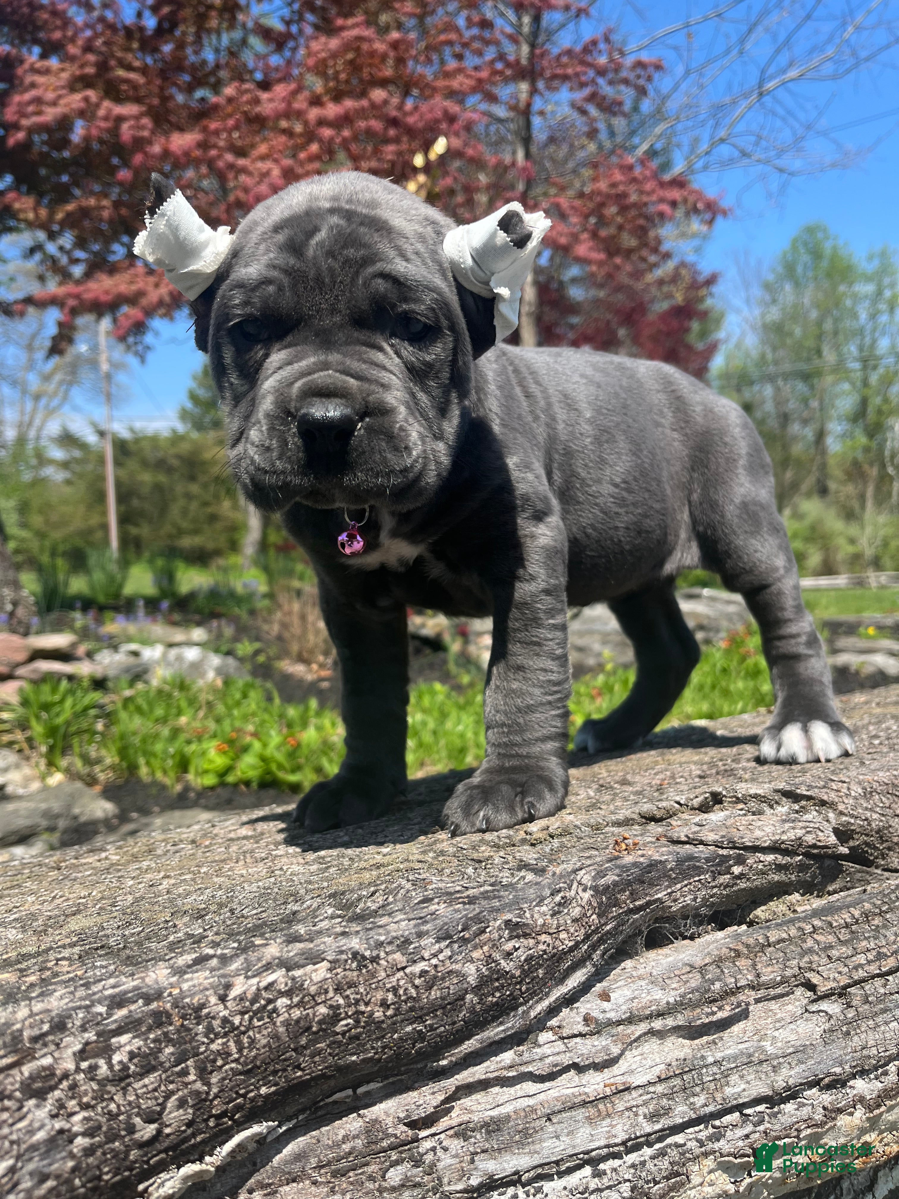 Cane Corso dogs Zena - Ad 1