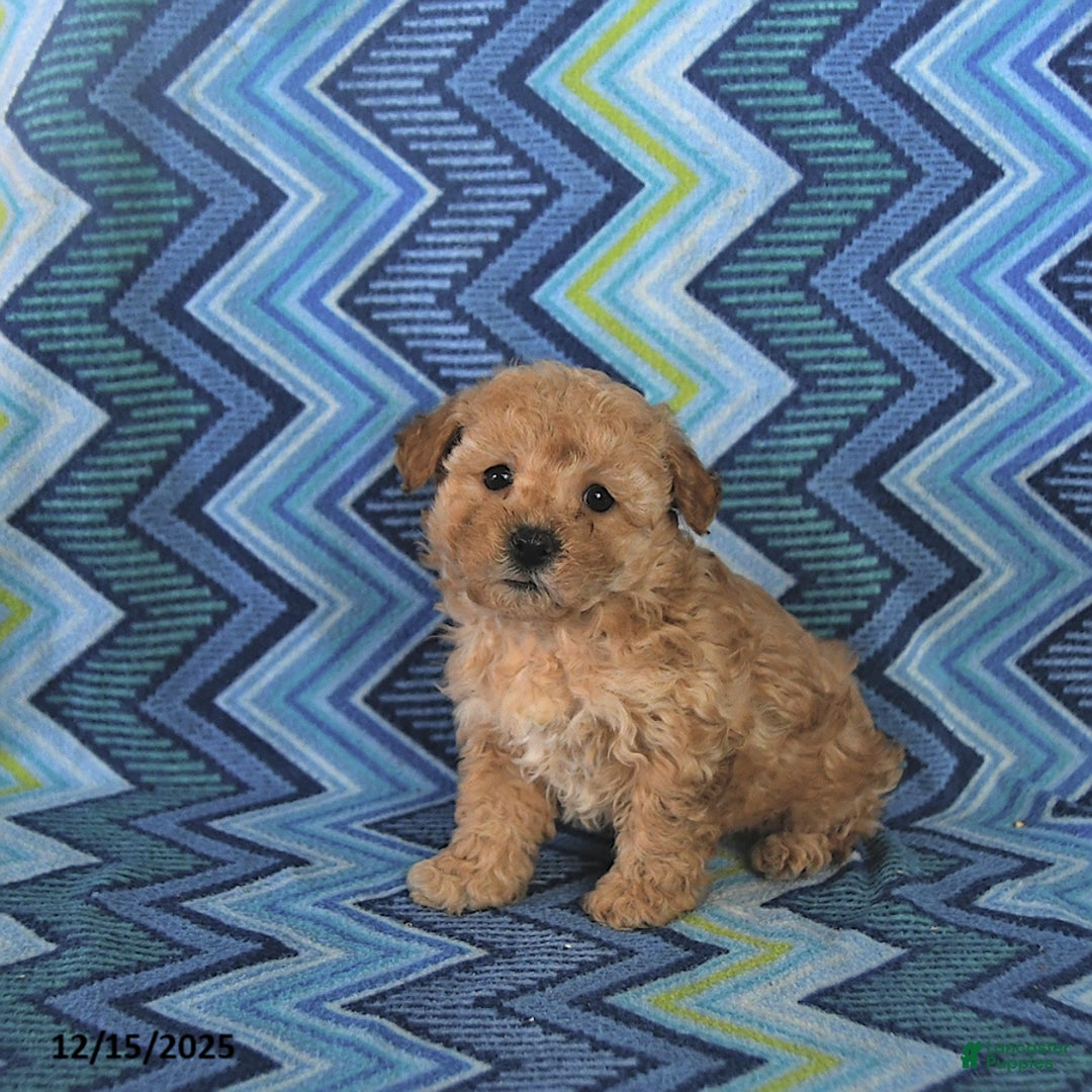 Maltipoo dogs for sale: Brody - Ad 5