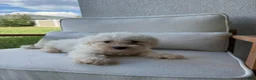 Bichon Frise dogs for sale: Bichon Frise - Ad 2