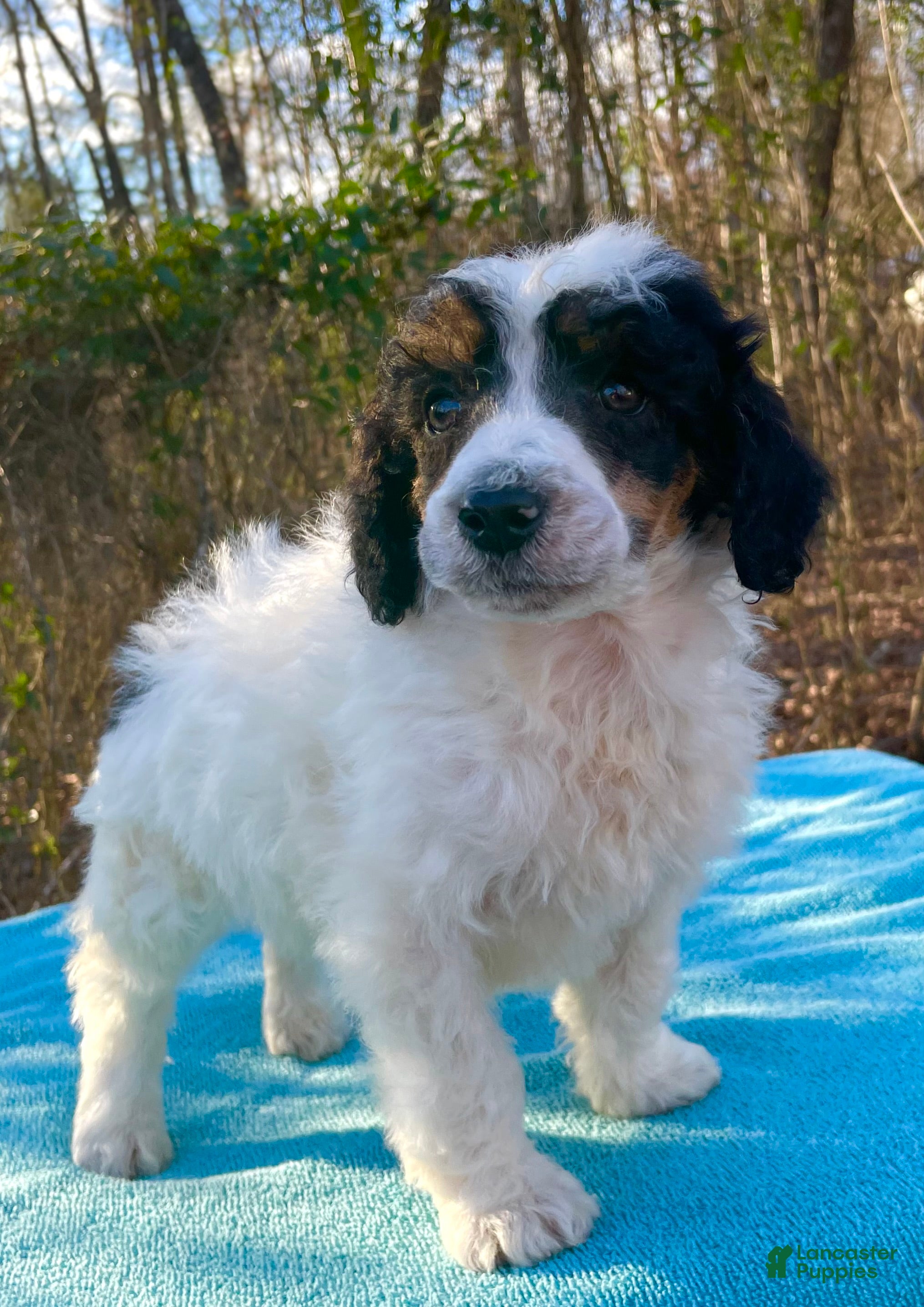 Standard Poodle dogs Chappy - Ad 2