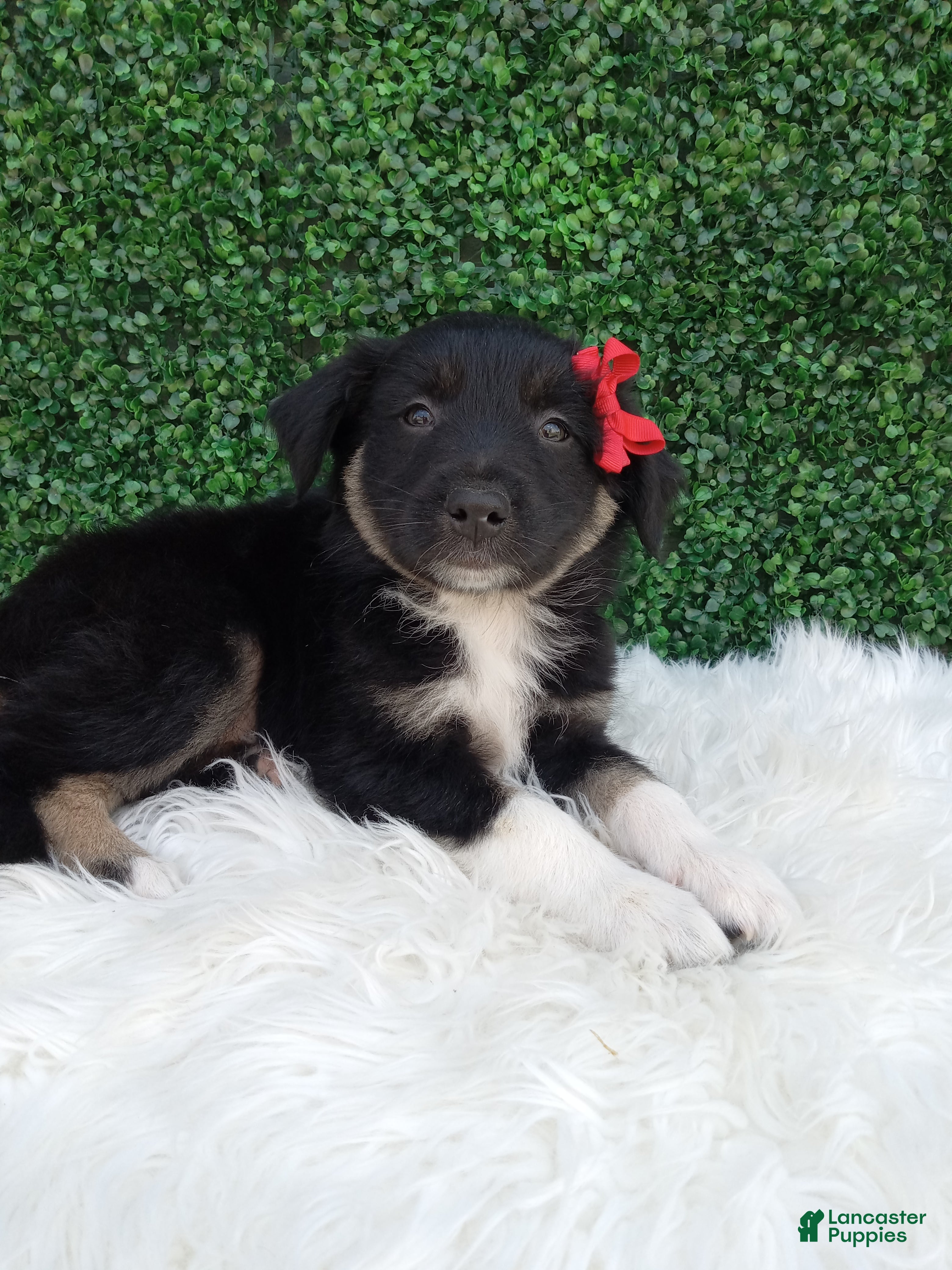Australian Shepherd dogs Jace - Ad 2