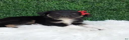 Australian Shepherd dogs for sale: Jace - Ad 4