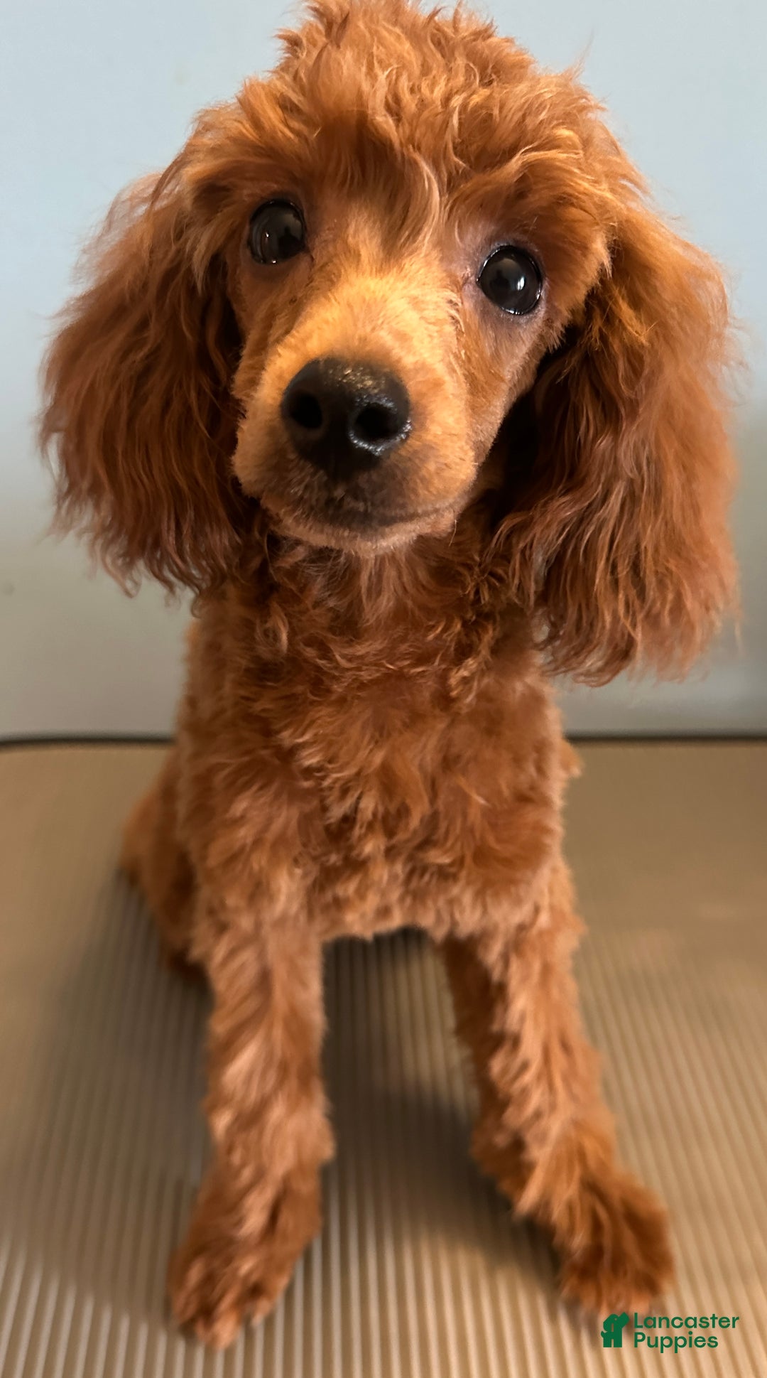Toy Poodle dogs for sale: Charlie - Ad 4
