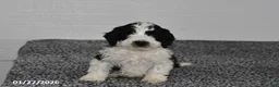 Mini Sheepadoodle dogs for sale: Pepper - Ad 3