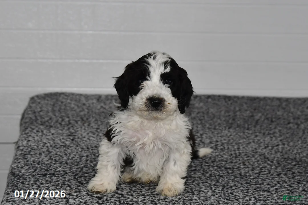 Mini Sheepadoodle dogs for sale: Pepper - Ad 3