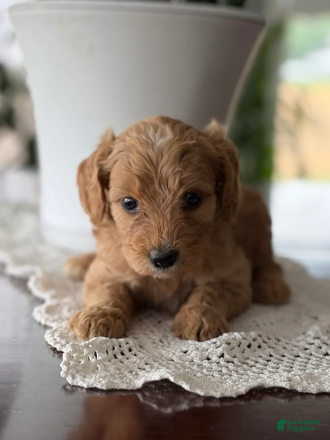 Cavapoo dogs for sale: Rainier🩷 - Ad 1