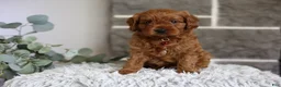 Cavapoo dogs for sale: Solly  - Ad 10