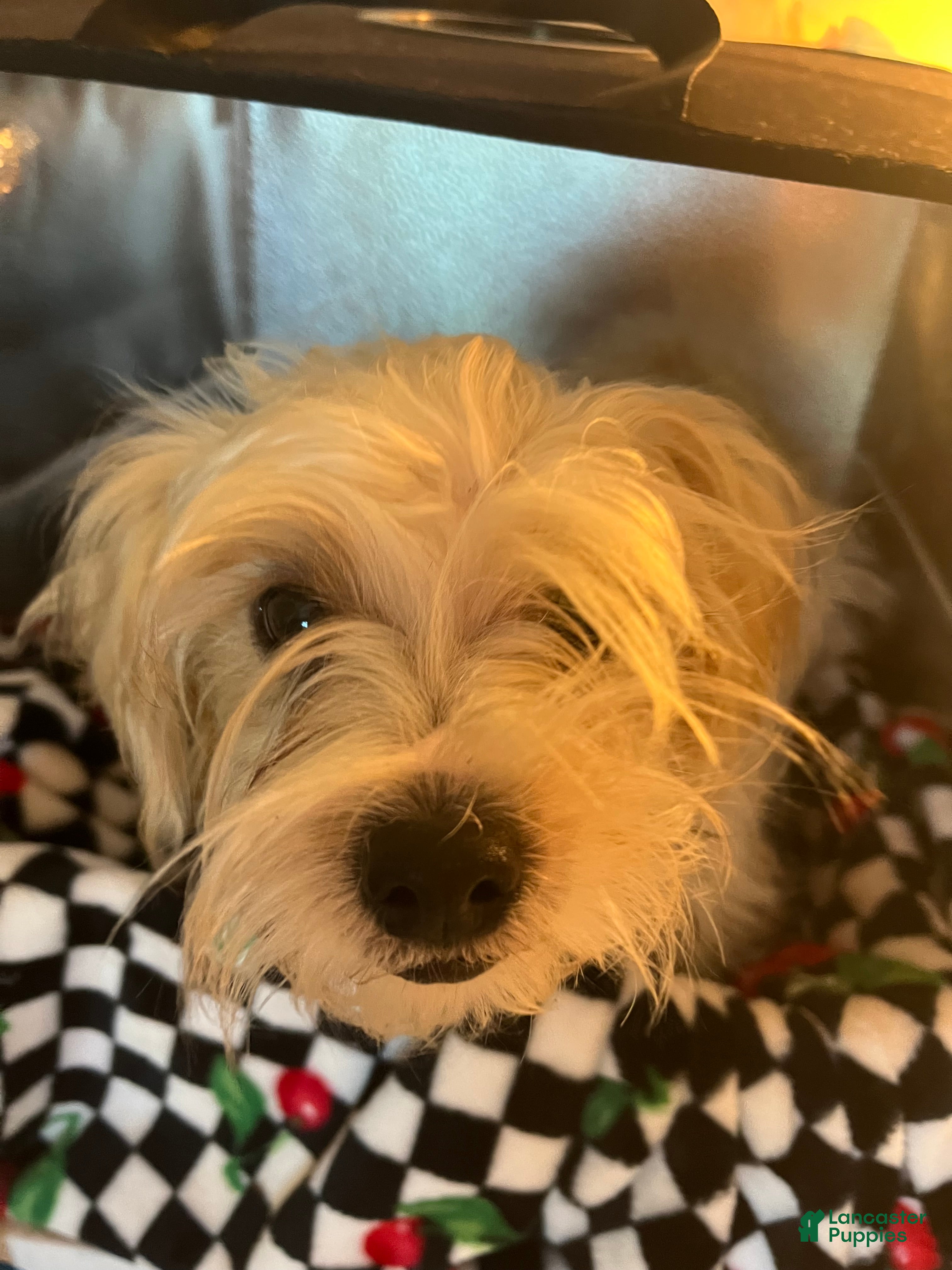 Shorkie dogs Shorkie Puppy 1  - Ad 2