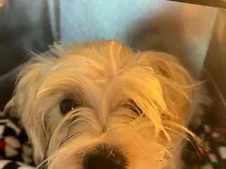 Shorkie dogs Shorkie Puppy 1 - Ad 2