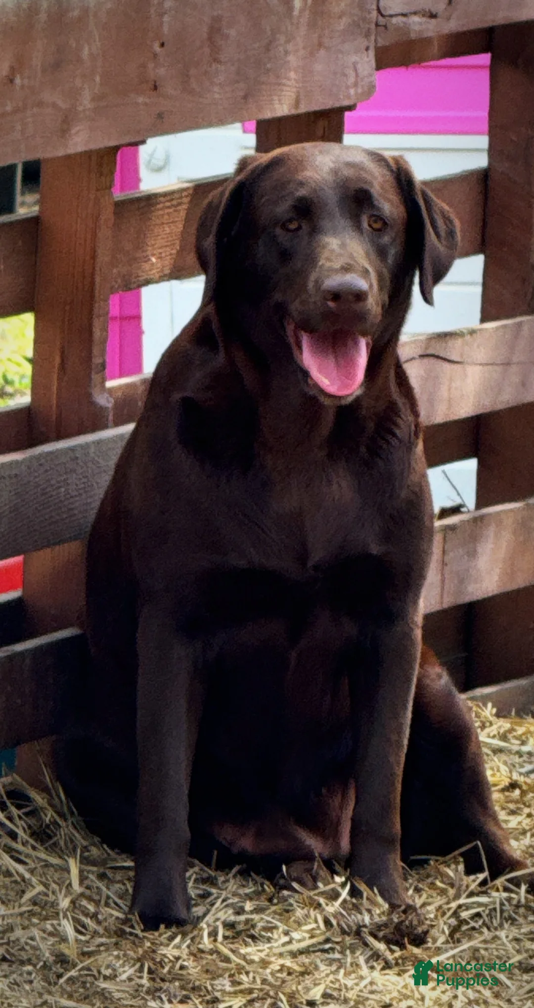 Labrador Retriever dogs for sale: Labrador Retriever Puppy 2 - Ad 12