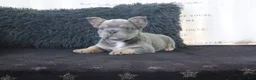 French Bulldog dogs for sale: Jasmine - Ad 1