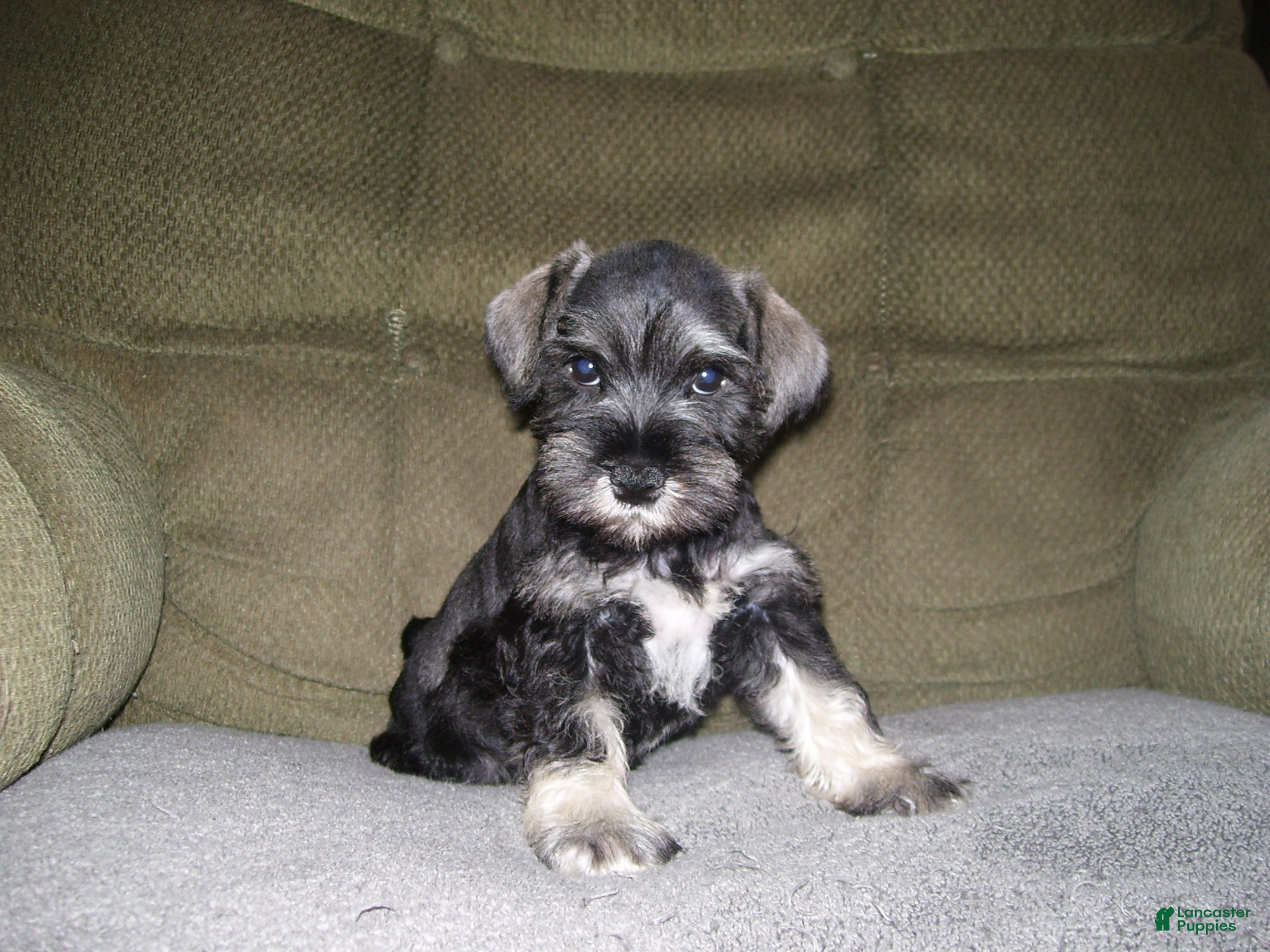 Miniature Schnauzer dogs for sale: HARLEY - Ad 5