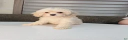 Maltipoo dogs for sale: Lunar - Ad 2