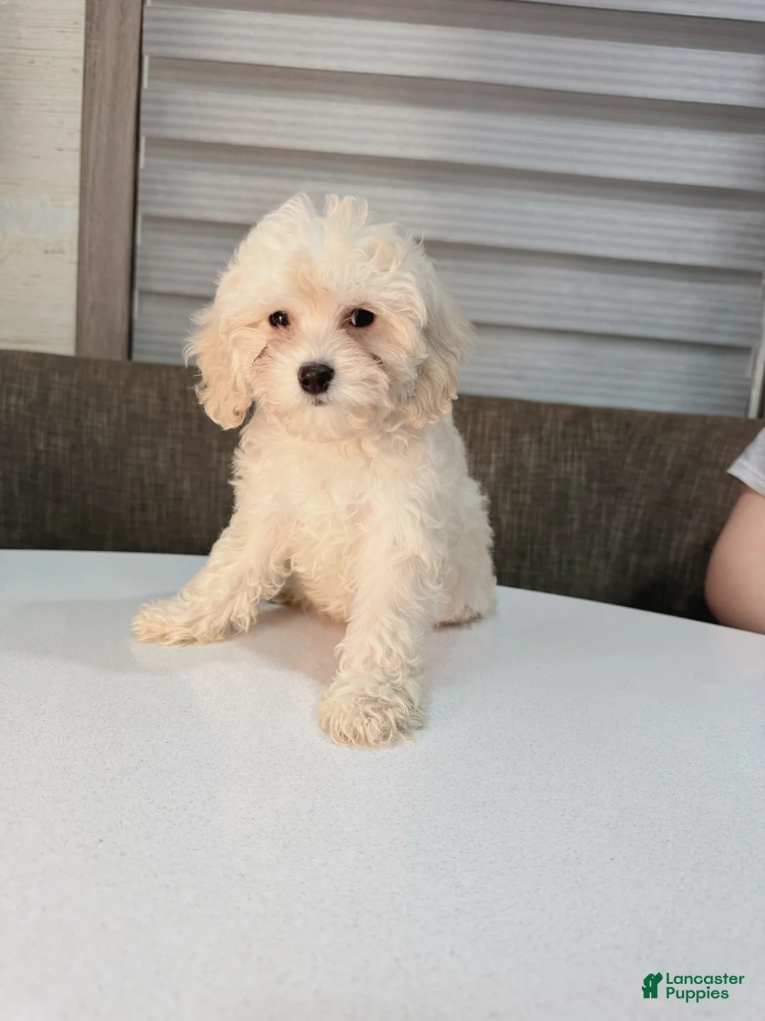 Maltipoo dogs for sale: Lunar - Ad 2