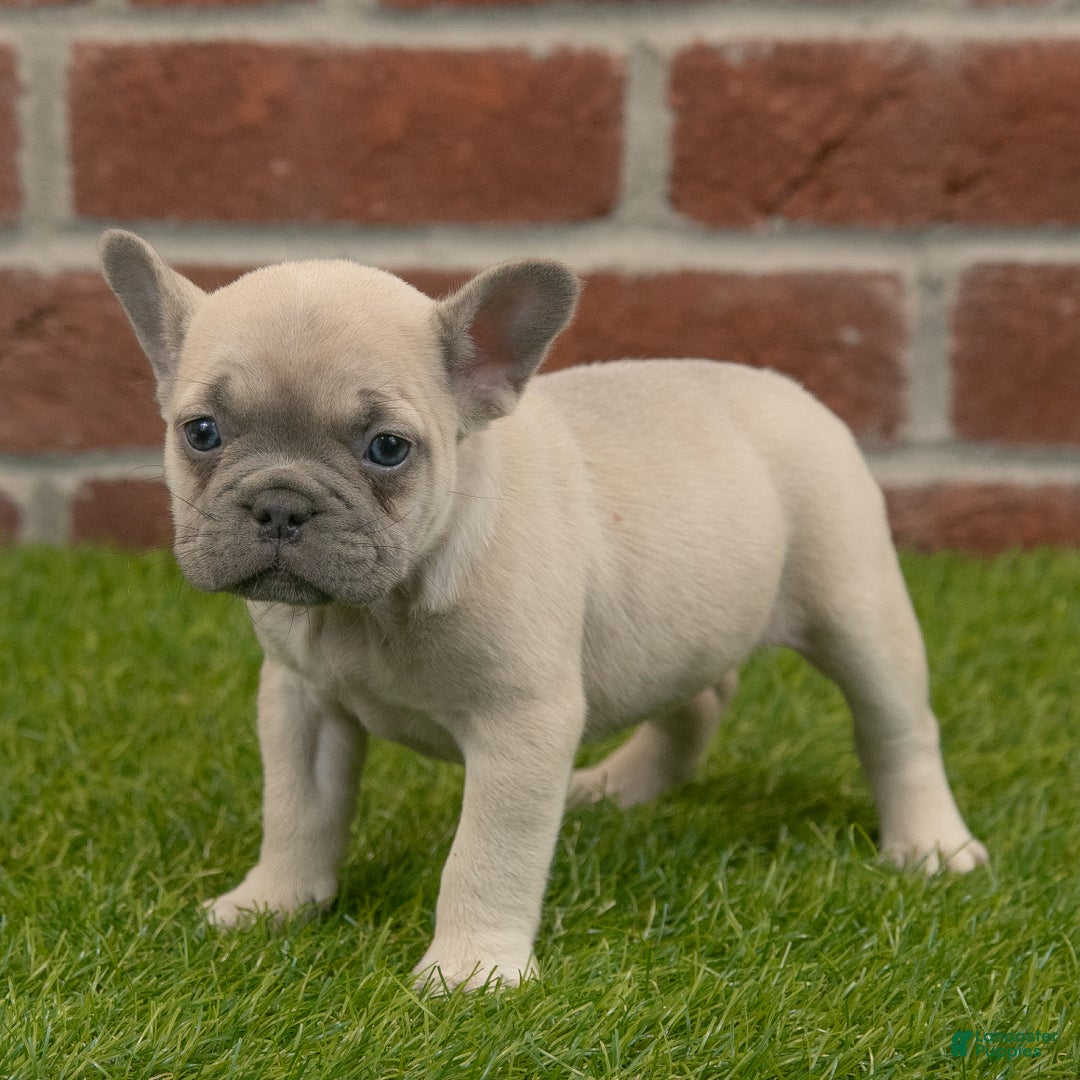French Bulldog dogs for sale: Maggie - Ad 4