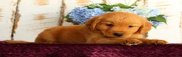 Golden Retriever dogs for sale: Sandy - Ad 8