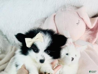 Pomeranian dogs - Ad 32