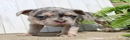 French Bulldog dogs for sale: April - Ad 5