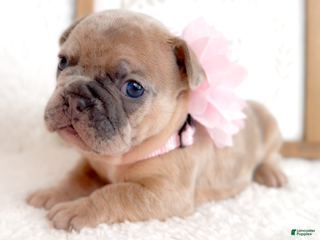French Bulldog dogs Snickerdoodle - Ad 13